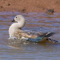 Blue-winged Goose